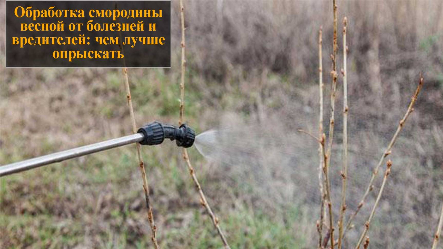 Обработка смородины весной от болезней и вредителей смотреть онлайн