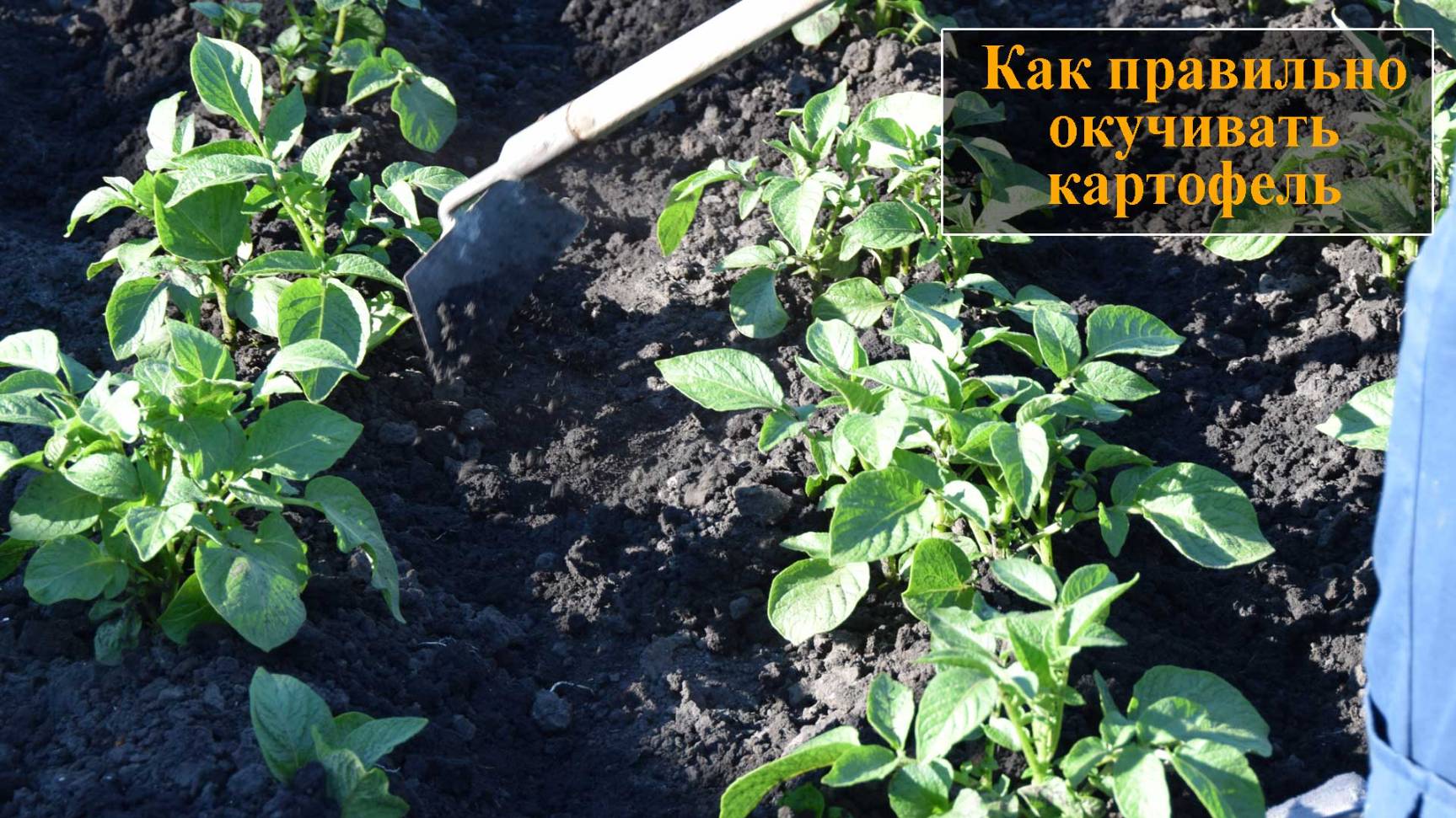 Окучивание картофеля смотреть онлайн