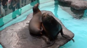 Детям - Львы, слоны, тигры, панды, зебры, коровы - Животные