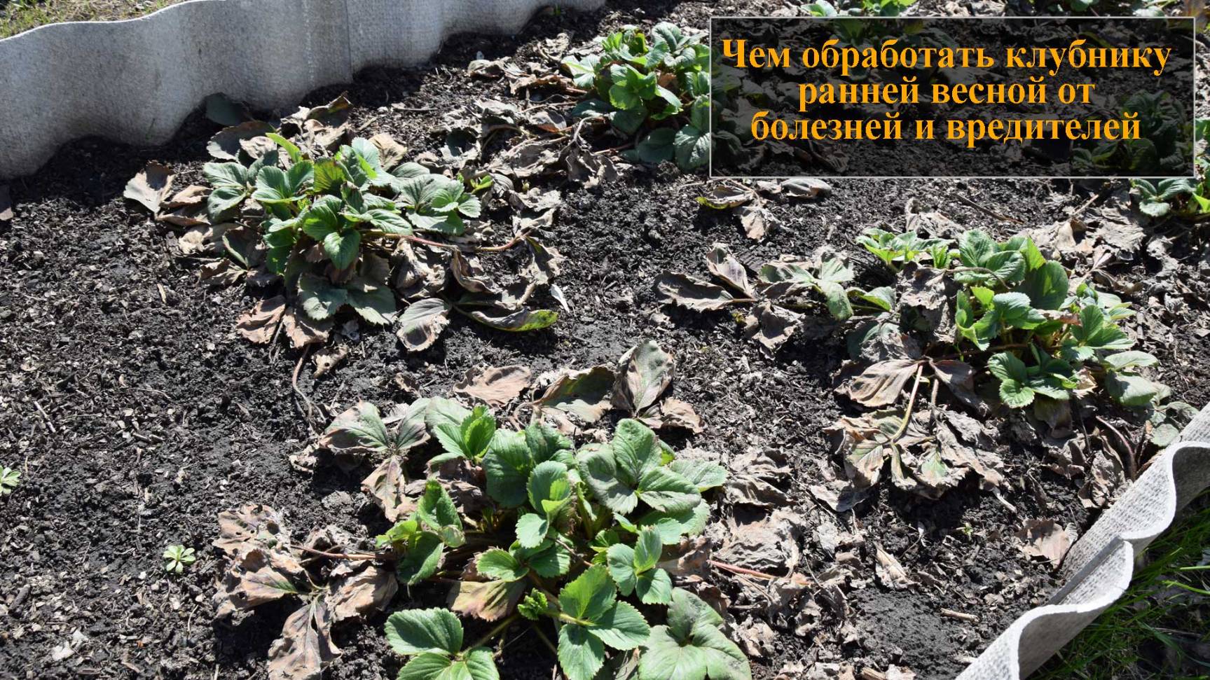 Чем обработать клубнику весной от болезней и вредителей смотреть онлайн