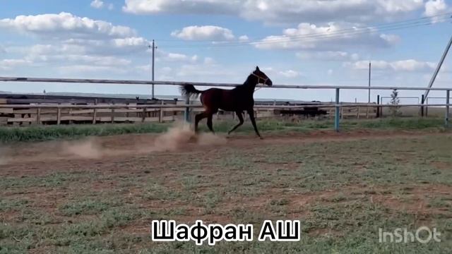 Шафран АШ смотреть онлайн