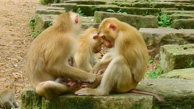 LIBBY Stop Big Female Monkey Annoy Newborn Rainbow Get Milk, Newborn's Angry Big Monkey Disturb Mil