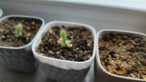 Драконий фрукт из семян