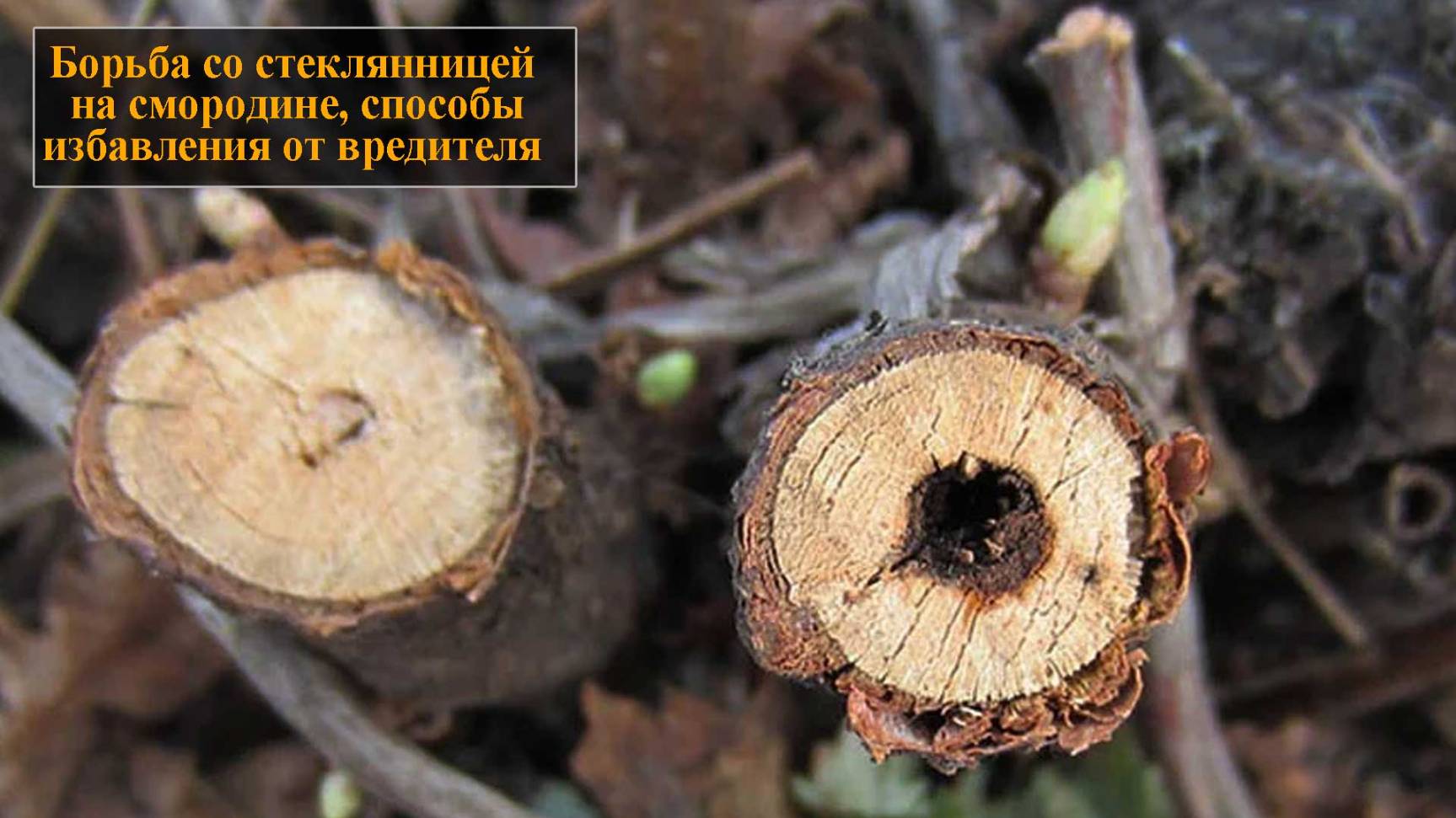 Борьба со стеклянницей на смородине смотреть онлайн