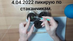 Синеголовник. От посева до цветения.