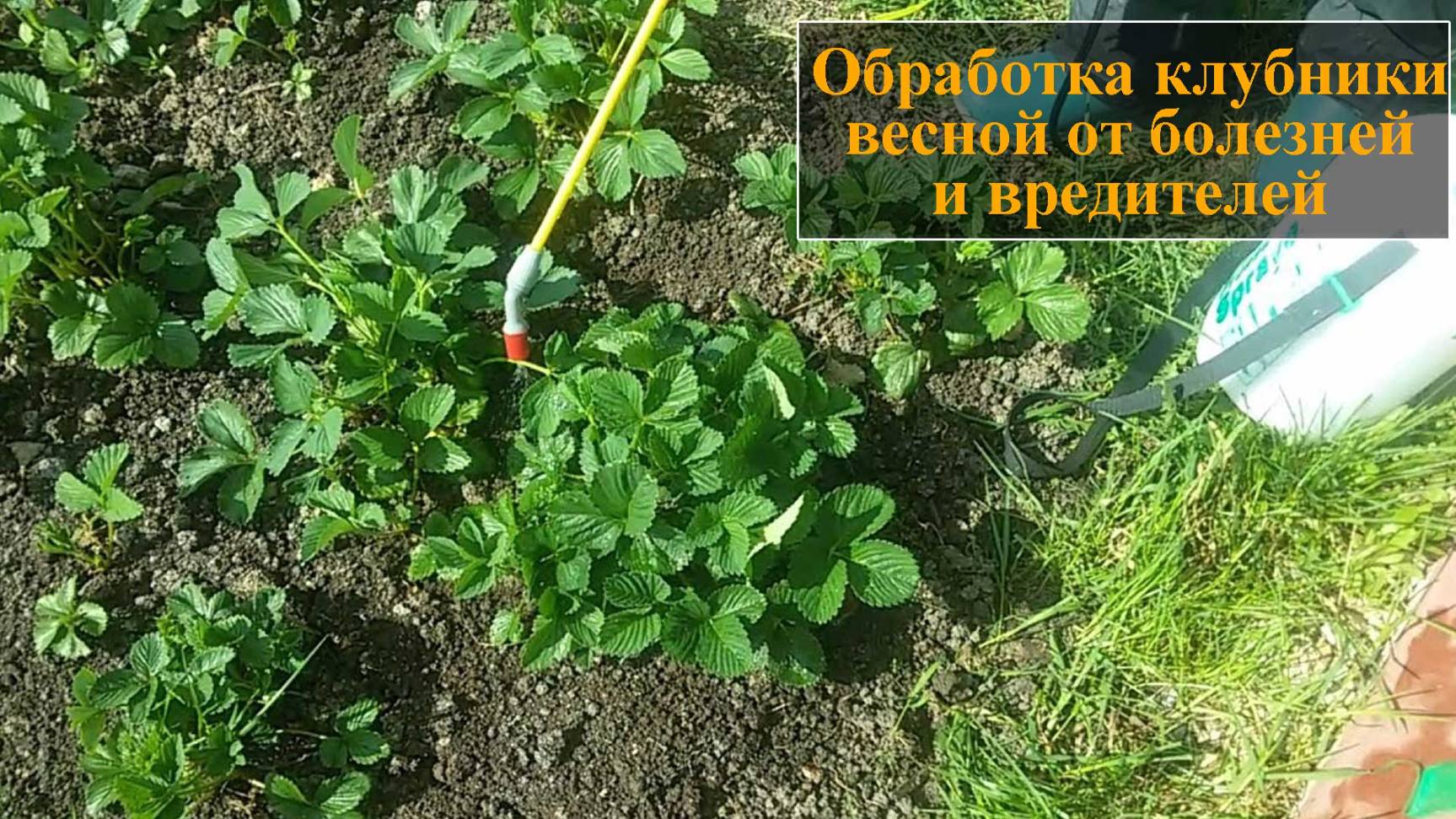 Обработка клубники весной от болезней и вредителей смотреть онлайн