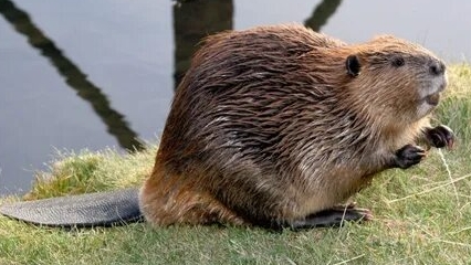 Бобор 🦫 смотреть онлайн