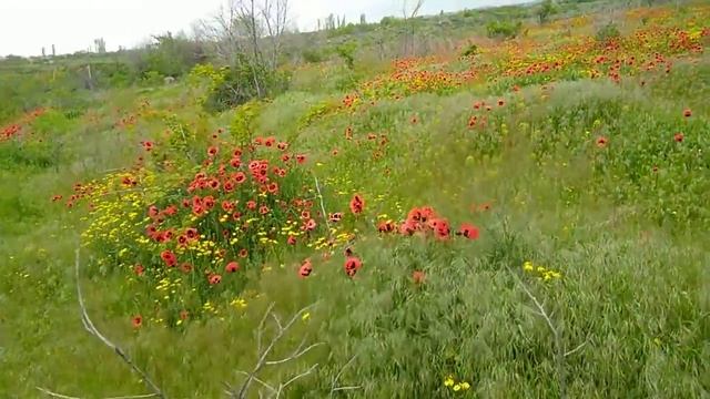 A sea of poppies смотреть онлайн