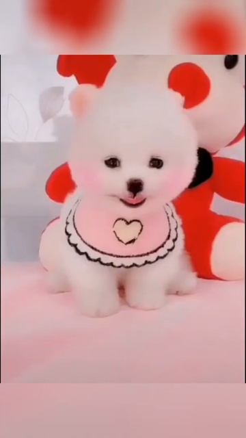 Smart Dog and cat cute #92113 #shorts смотреть онлайн
