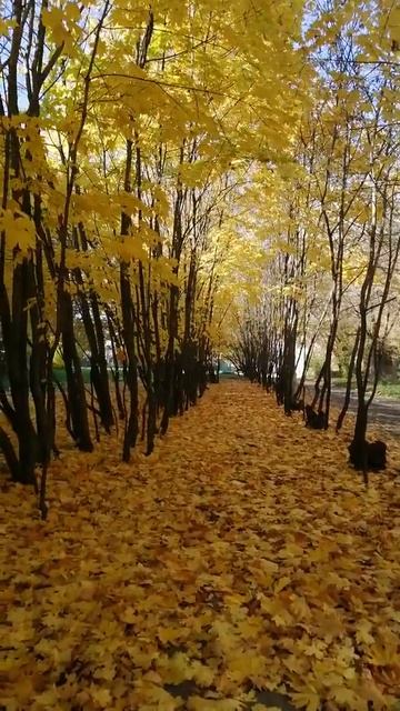 Кленовая аллея. Ковер из золотистых листьев на земле смотреть онлайн