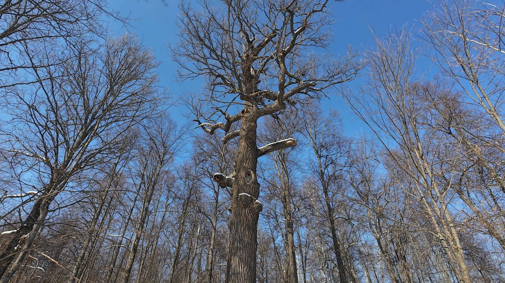 Дуб Пугачёва, возраст 4 века, Марий Эл. Небольшая прогулка по Чебоксарам.