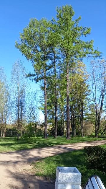 Лиственница В СПБ