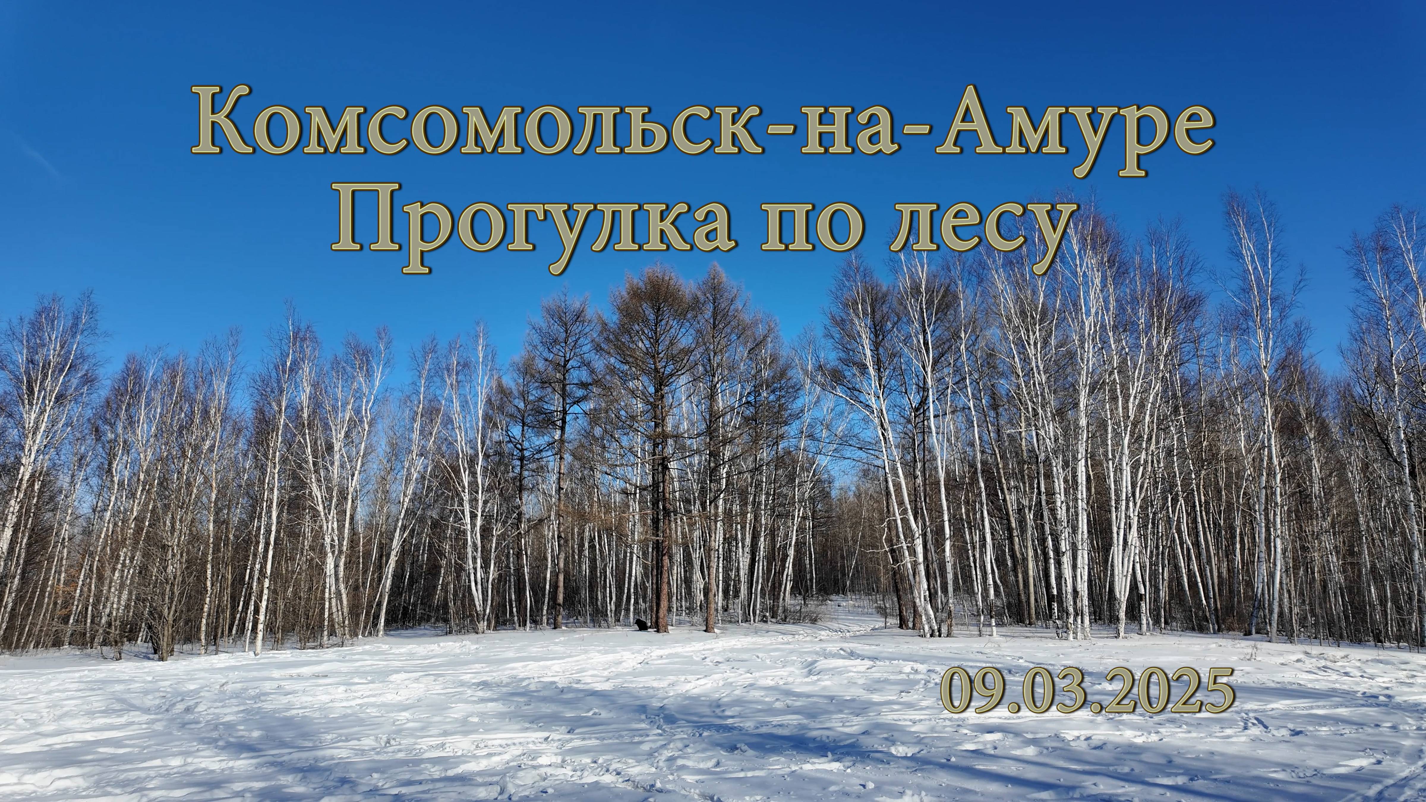 Комсомольск-на-Амуре. Прогулка по лесу. 09.03.2025 смотреть онлайн