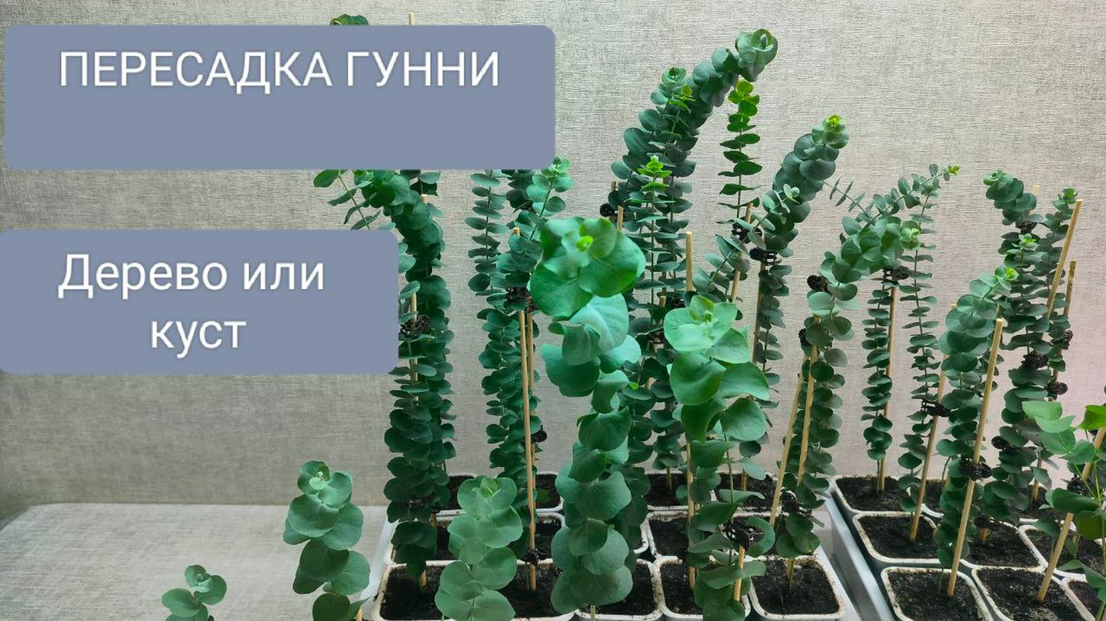 🟢ЭВКАЛИПТ ГУННИ. ТОНКОСТИ ФОРМИРОВАНИЯ И ПЕРЕСАДКА! смотреть онлайн