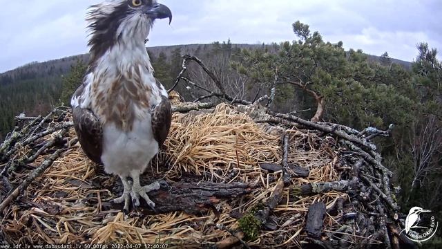 Latvian Osprey- Zivju ērgļi~Teo😍 Safe return home from Africa🌍~12:36 PM 2022/04/07 смотреть онлайн