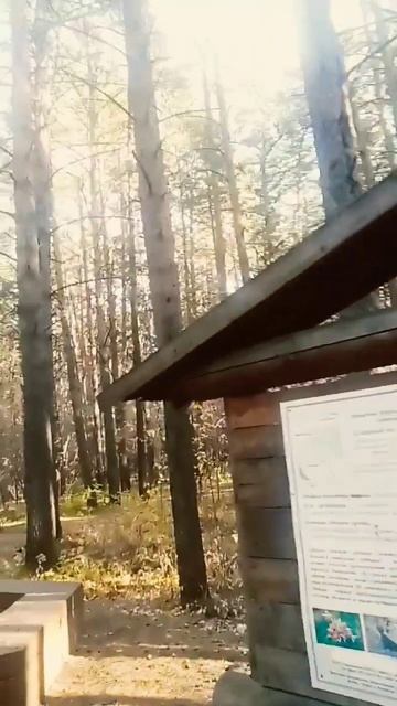 Лесной воздух повышает иммунитет,снимает усталость ,стресс ,улучшает сердечную деятельность здоровь смотреть онлайн