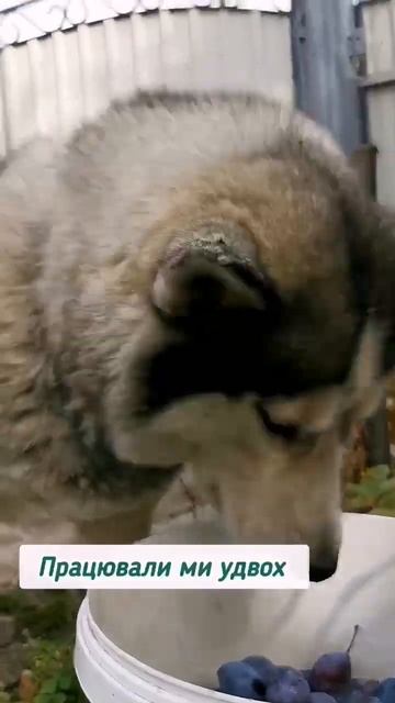 Хотелось сделать сливянку, но Дина оставила слив только на компот 😂