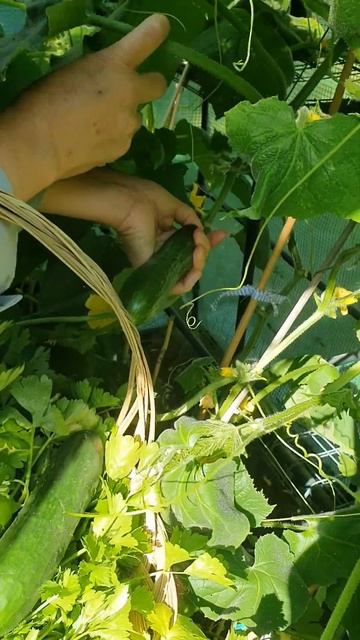 后院小菜园 随吃随摘 唐芹 西红柿 黄瓜 Backyard Garden Harvesting Leaf Celery Tomato Cucumber 加拿大 Edmonton Aug 17 23 смотреть онлайн