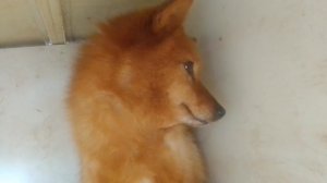 Карело - финская лайка