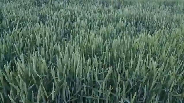 Канадська посівна пшениця 🌾. Поле 🌾 смотреть онлайн