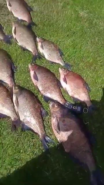 #рыбаков лещ 3,5 кг