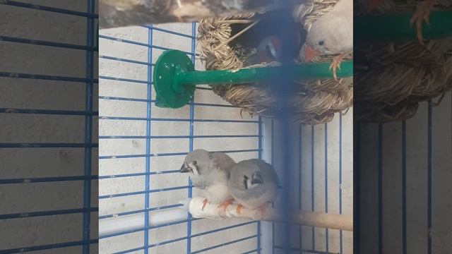 птинцы подростки.mp4