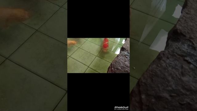 Кормим рыб смотреть онлайн