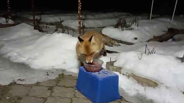 (975) Лиса приходит в гости. Март 2025 смотреть онлайн