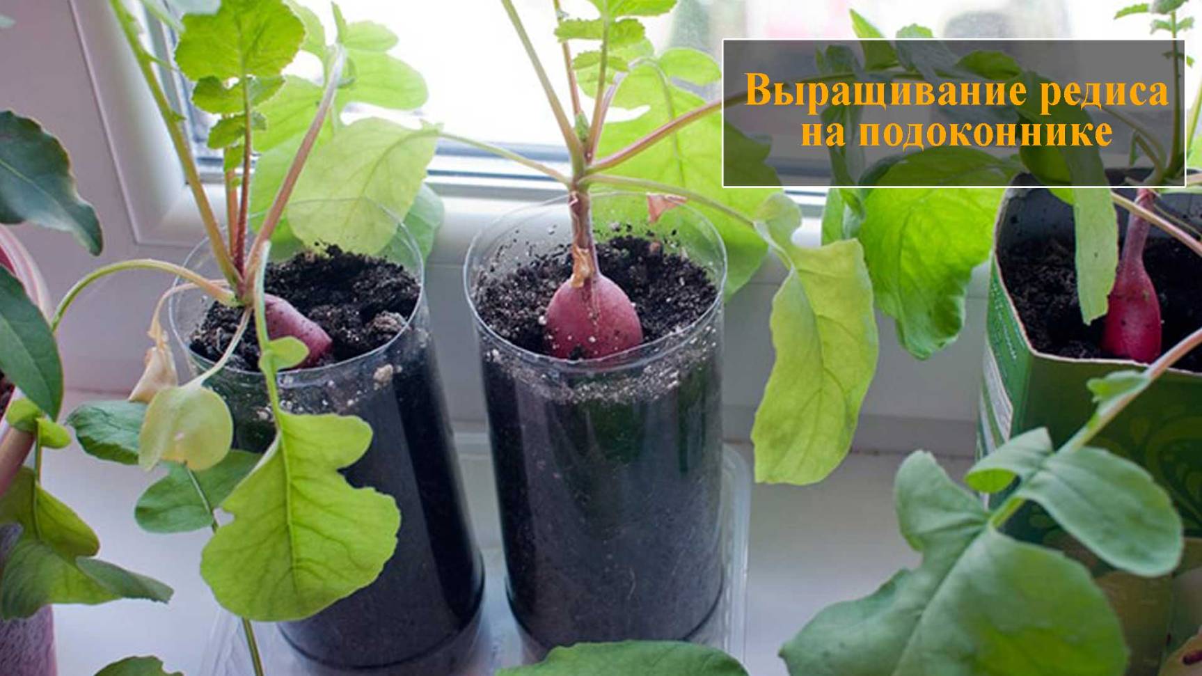 Выращивание редиса на подоконнике смотреть онлайн