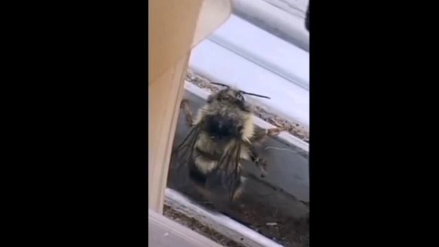 прЕколы и мемы на 3 минуты