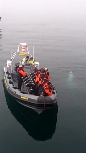 Incredible encounter with a minke whale! смотреть онлайн