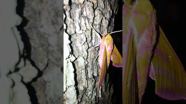 Sfinge della Vite ( Deilephila elpenor ) смотреть онлайн