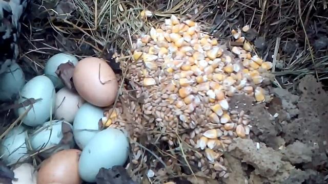 Вылупился первый цыплёнок или ждём остальных.