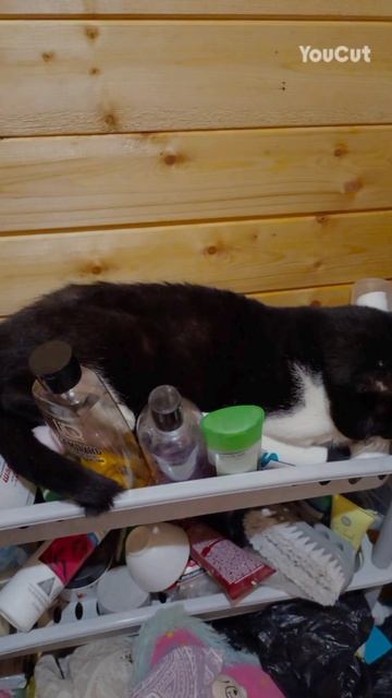 мои любимцы 