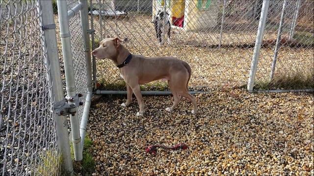 Pluto, a Gentle 3-year-old Pit bull ADOPTED in Manahawkin, NJ смотреть онлайн