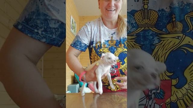 ЦЕНА ‼️ ФЕДОР РОЛЕКСОВИЧ ЛИЛОВЫЙ С ПОДПАЛОМ ЧИХУАХУА ПРОДАЖА ПИТОМНИК КАСТРОПУЛО КРЫМ смотреть онлайн