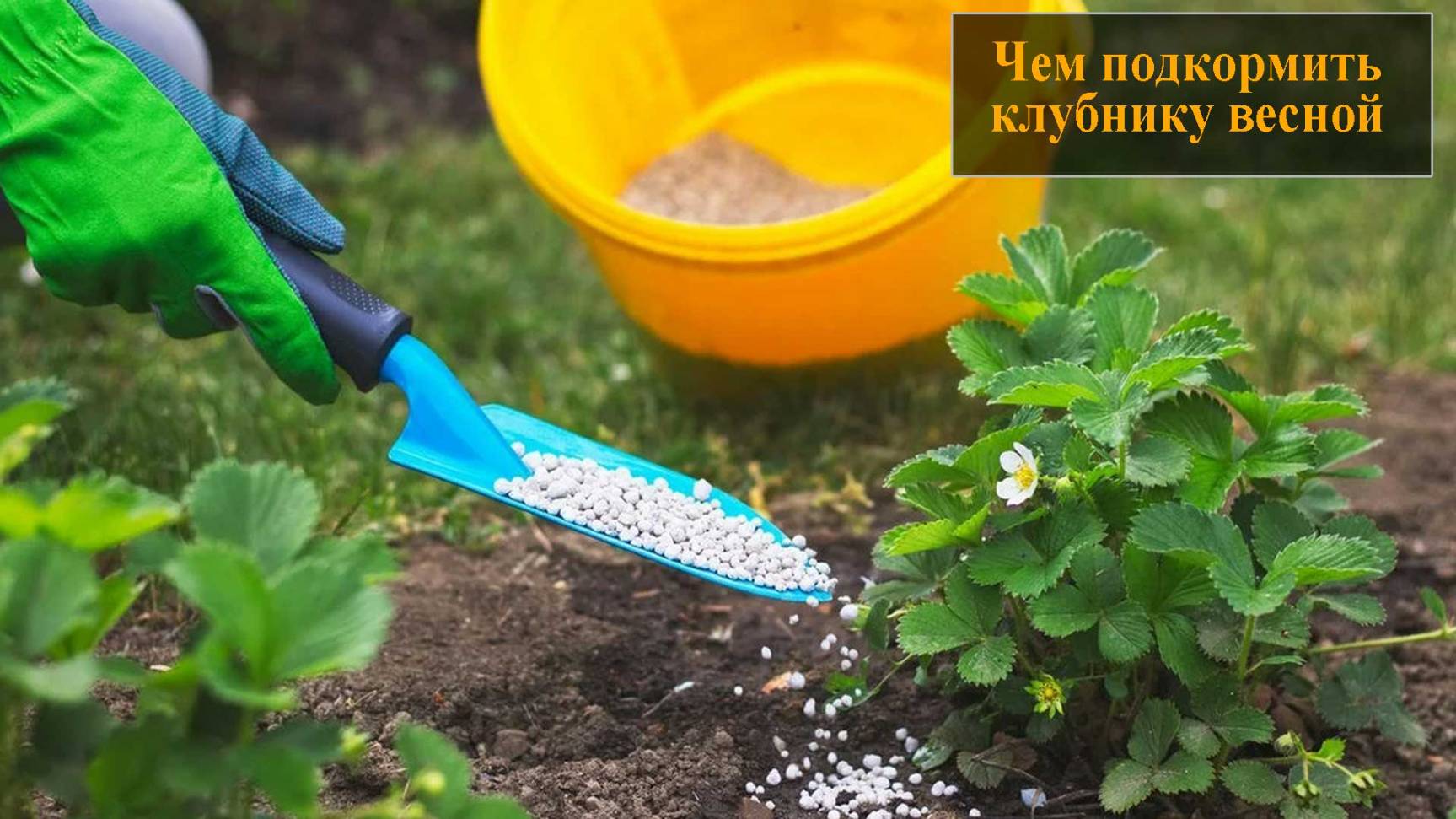 Чем подкормить клубнику весной смотреть онлайн