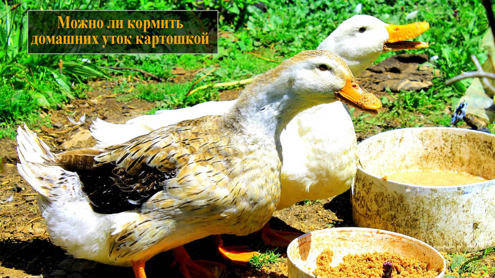Можно ли давать картофель уткам смотреть онлайн