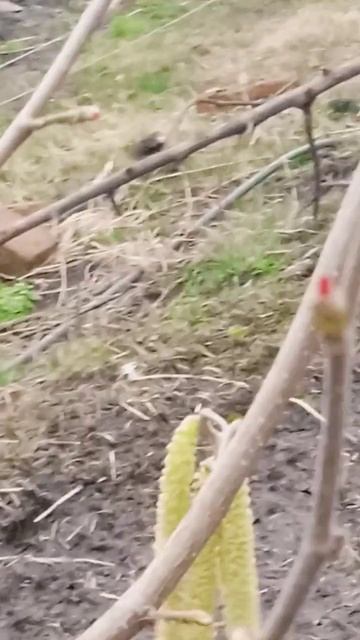 Як цвіте фундук, ліщина.