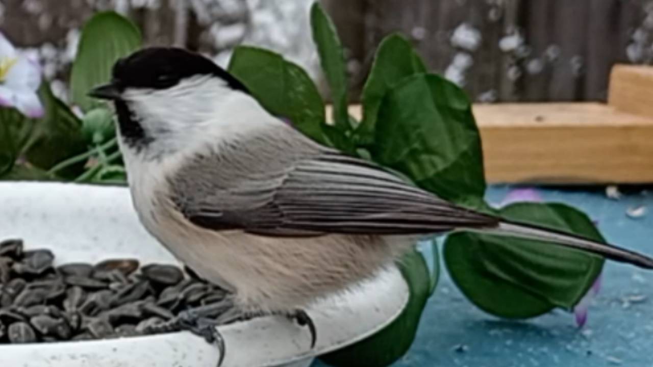 Птицы на кормушке (15.01.2025 года) смотреть онлайн