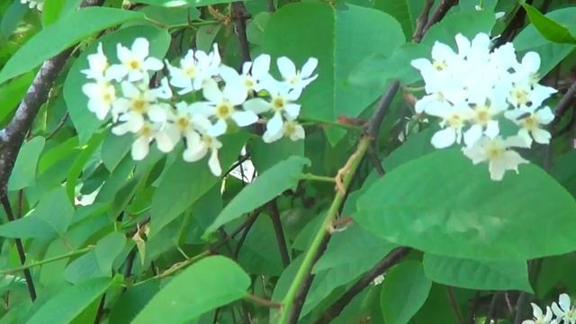 С праздником весны! смотреть онлайн