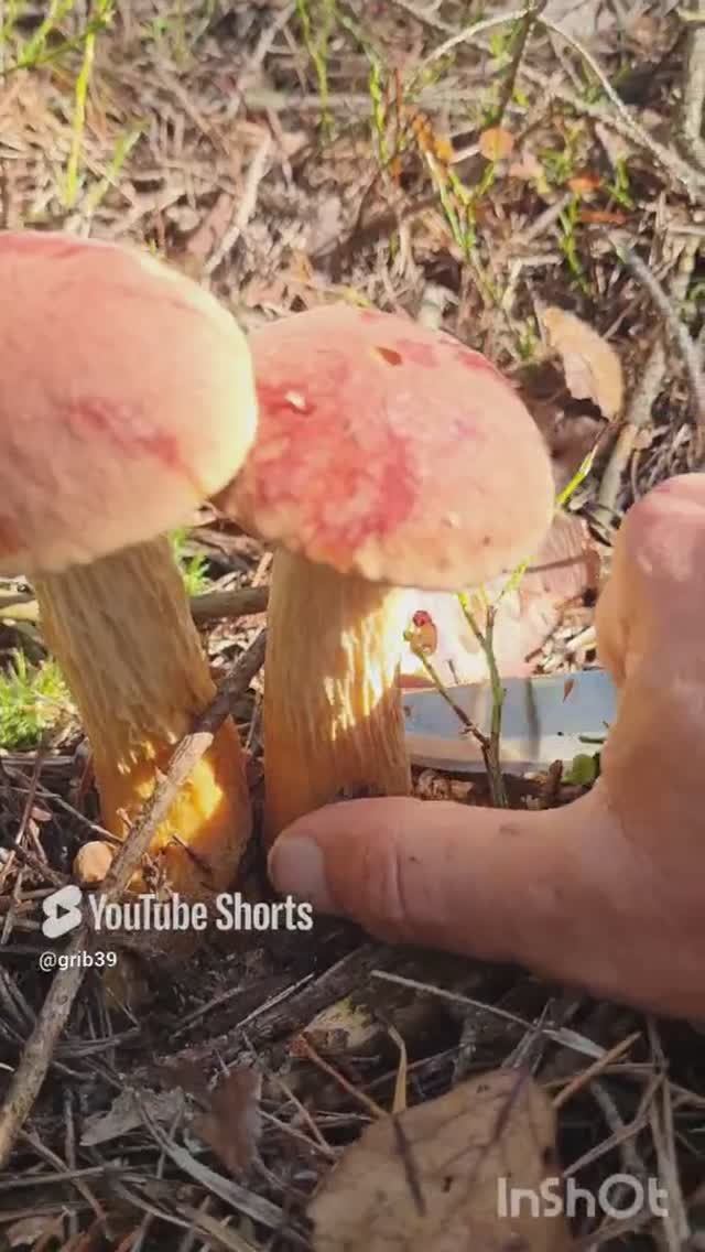Грибы. Приключения летом в лесу. ЗОЛОТИСТЫЙ БОРОВИК. #shorts #forest #mushroom смотреть онлайн