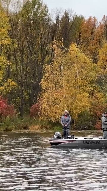 Осень красота! Летят перелетные птицы: журавли, гуси, джерки, бульдоги и медузы)) #fishing #рыбалка смотреть онлайн