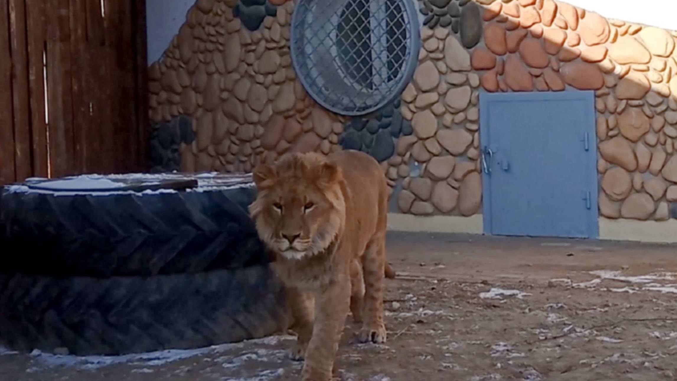 А вы гуляли со львом? Это не сон. Утренняя прогулка с ШЕРХАНОМ и душевный разговор (1 выпуск) смотреть онлайн