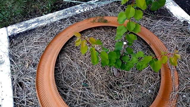 Обзор роста саженцев персика и абрикоса !Overview of the growth of peach and apricot seedlings! смотреть онлайн