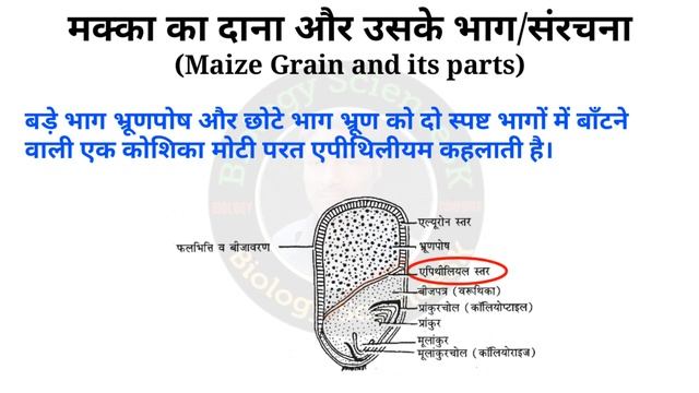 एकबीजपत्री बीज की संरचना | structure of maize grain | monocot seed structure and function | biology смотреть онлайн