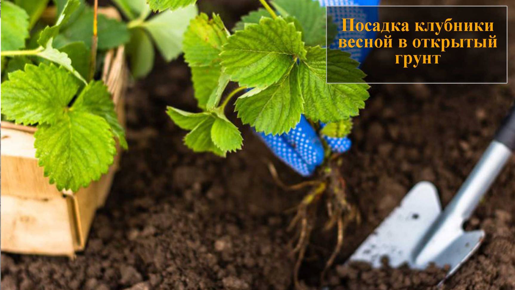 Посадка клубники весной в открытый грунт смотреть онлайн