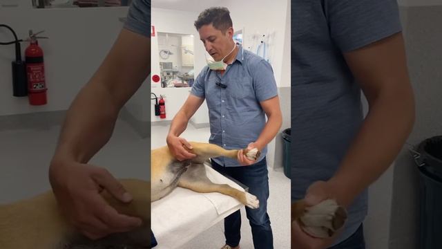 Assessment of media patellar luxation with Dr. James Simcock смотреть онлайн