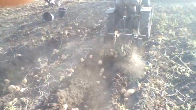 Копание картошки мототрактором.УРОЖАЙ2019 смотреть онлайн