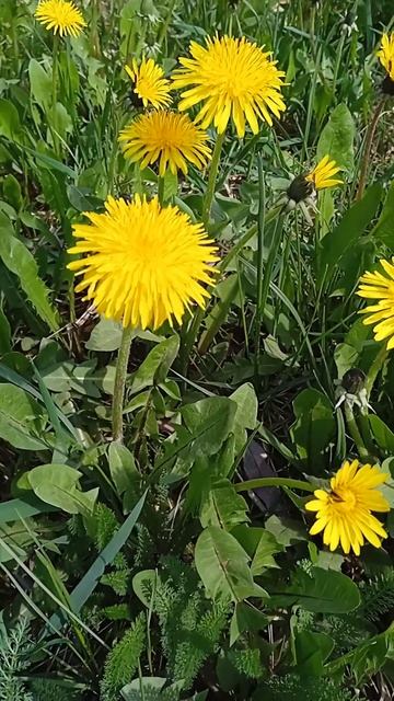 Одуванчик смотреть онлайн